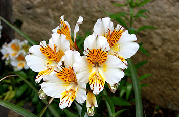 Flowers, Close-Up, Greens, Alstroemeria, Flower Bed, Flowerbed HD wallpaper