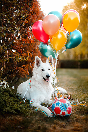 Animals, Balloons, Dog, Pet, Ball, Animal, Air Balloons HD phone wallpaper