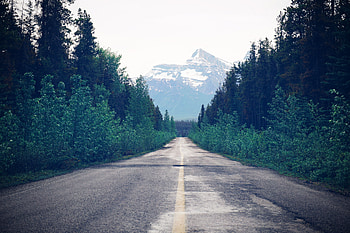 Nature, Trees, Road, Markup, Forest HD wallpaper