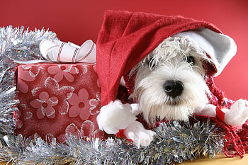 Xmas puppy, dog, puppy, holiday, christmas, gift, santa HD wallpaper