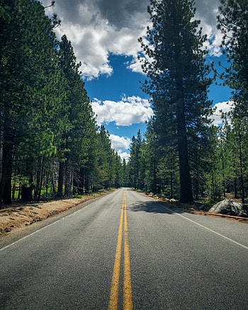 Nature, Trees, Road, Forest, Stripes, Streaks HD phone wallpaper