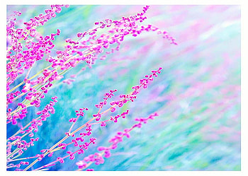 sweetest goodbye, colorful, plants, nature, flowers, lovely, nice HD wallpaper