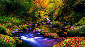 Forest River at Autumn, leaves, fall, trees, colors, water, stones HD wallpaper