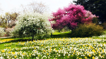 Daffodil Hill at the New York Botanical Garden, park, field, trees, blooming, spring, usa HD wallpaper