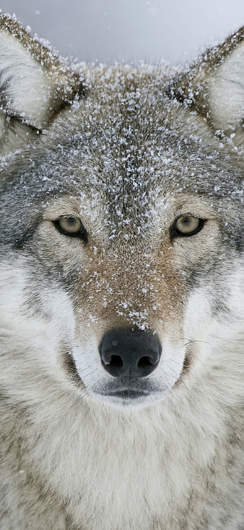 Gray Wolf, Majestic predator, Snowy wilderness, Untamed wilderness HD phone wallpaper