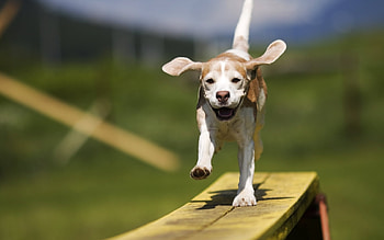Animals, Dogs HD wallpaper