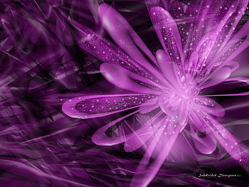 Purple flower, zzzzzz HD wallpaper