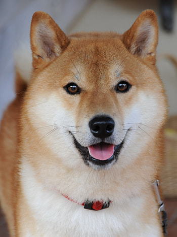 Shiba Inu, Lovely dog HD phone wallpaper