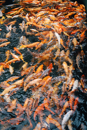 Animals, Water, Fish, Carp, Chinese Carp HD phone wallpaper