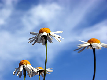Flowers, Sky, Clouds, Summer, Camomile HD wallpaper