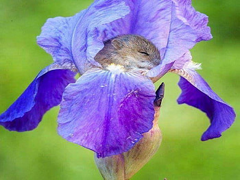 All snuggled in, blue, cute, iris, sleeping HD wallpaper