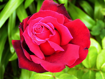 Super-Red-Rose for Unga, rose, flower, love, red, nature, friend HD wallpaper
