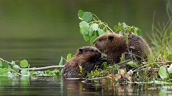 Baby Eurasian beavers, Finland, Animal, beaver HD wallpaper