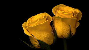 Close up, yellow roses, flower HD wallpaper