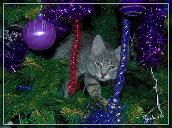 Christmas Decoration, art , grey, decoratin, cat, nice, christmas tree HD wallpaper