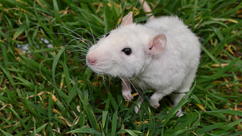 Little white mouse, Grassy habitat, Cute rodents, Animal HD wallpaper