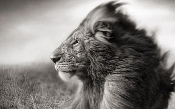 Animals, Muzzle, Field, Lion, Bw, Chb, Mane, Wind HD wallpaper