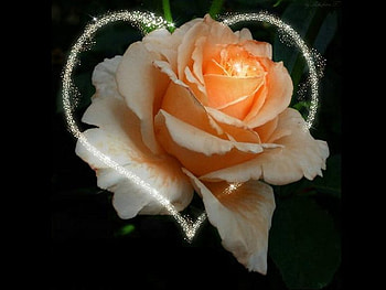 Lovely rose, valentine, rose, flower, love, heart HD wallpaper