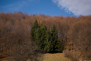 Autumnn Mixed Forest, trees, colors, autumn, sky, forest HD wallpaper