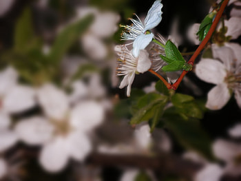 Flowers, Leaves, Branch, Color, Stamens HD wallpaper
