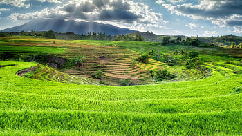 Rice Terrace HD wallpaper