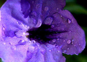 Flower, purple, nature, flowers HD wallpaper