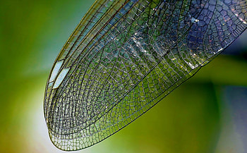Dragonfly wings, wings, green, dragonfly, texture, libelula HD wallpaper