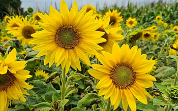 Sunflowers, Latvia, plants, yellow HD wallpaper