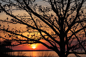 Nature, Sunset, Sun, Horizon, Branches HD wallpaper
