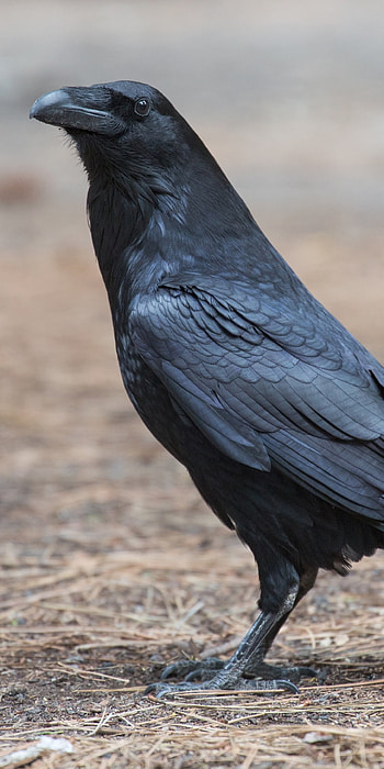Animal, Raven, Bird, Wildlife HD phone wallpaper