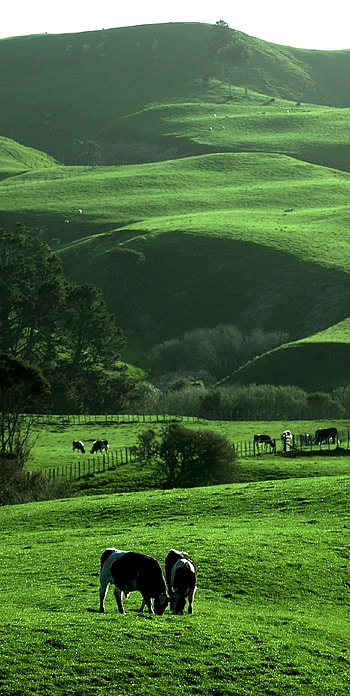 Hamilton landscapes, Rural beauty, Waikato NZ, Travel destinations HD phone wallpaper