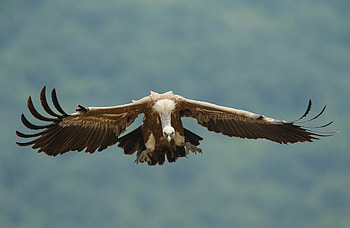 Rhodopean vulture conservation, Ecological comeback, Griffon vultures' resurgence, Rewilding success HD wallpaper