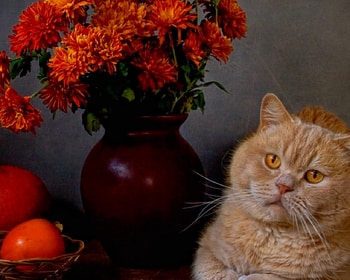 Still life, cat, flowers, animals HD wallpaper