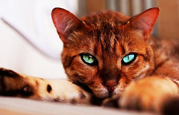 Cat, cats, eyes, animals, green HD wallpaper