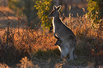 Kangaroo With Joey, australia, joey, kangaroo, marsupial HD wallpaper