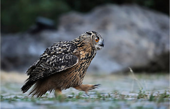 Animals, Birds HD wallpaper