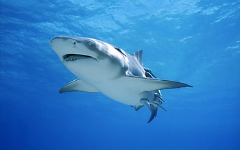 Animals, Sea, Ocean, Predator, To Swim, Swim, Shark HD wallpaper