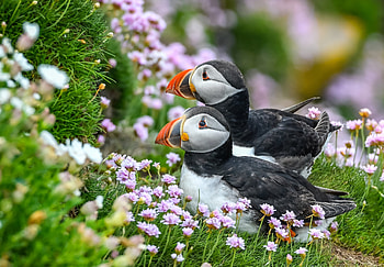 Beautiful, puffins, bird HD wallpaper