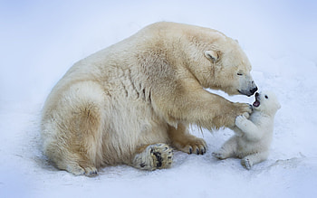Polar Bear and Cub, animal, cub, bear, polar bear HD wallpaper