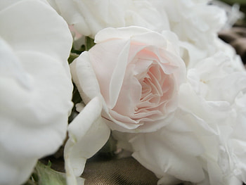 pink and pretty, soft, wedding, love, pale HD wallpaper