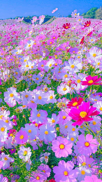 Beautiful Flowers, Garden HD phone wallpaper
