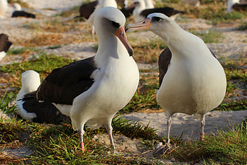 Wisdom the albatross, Iconic avian symbol, Epitome of longevity, Living legend HD wallpaper