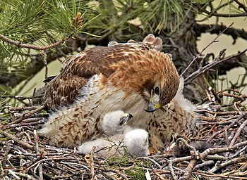 Love Nest, birds, eagle, family, love, mother, chick, nest HD wallpaper