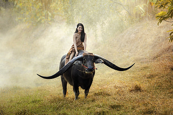 Bull Riding in the Philippines, philippines, bull, model, brunette HD wallpaper