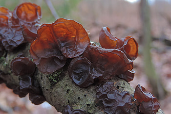 Wood Ear mushrooms, Food HD wallpaper