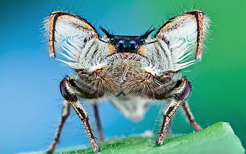 Spider , Detailed arachnids, -worthy, Close-up shots HD wallpaper