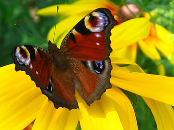 Butterflies, Insects HD wallpaper