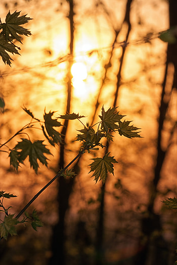 Nature, Trees, Leaves, Branches, Sunlight, Maple HD phone wallpaper