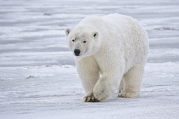 Polar bear, wildlife, bear, polar, alaska, arctic HD wallpaper
