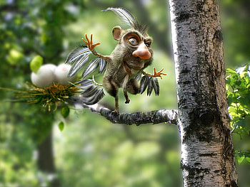 whole lot a what tha, funny, nature HD wallpaper